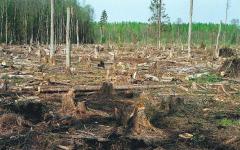 La foresta viene abbattuta, in Russia rimangono solo trucioli